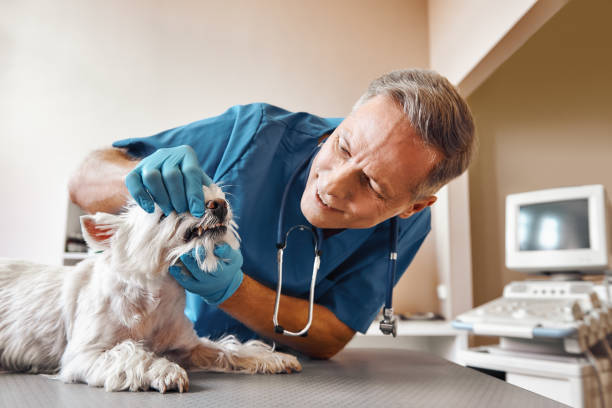 Best Mobile Emergency Dentist in Savannah, MO